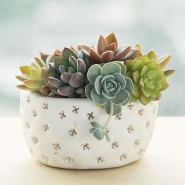 Succulents in a small ceramic pot.