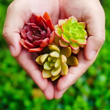 Succulents in a heart shape.