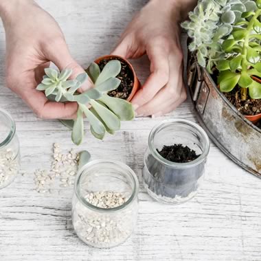 Succulents are easy to grow.